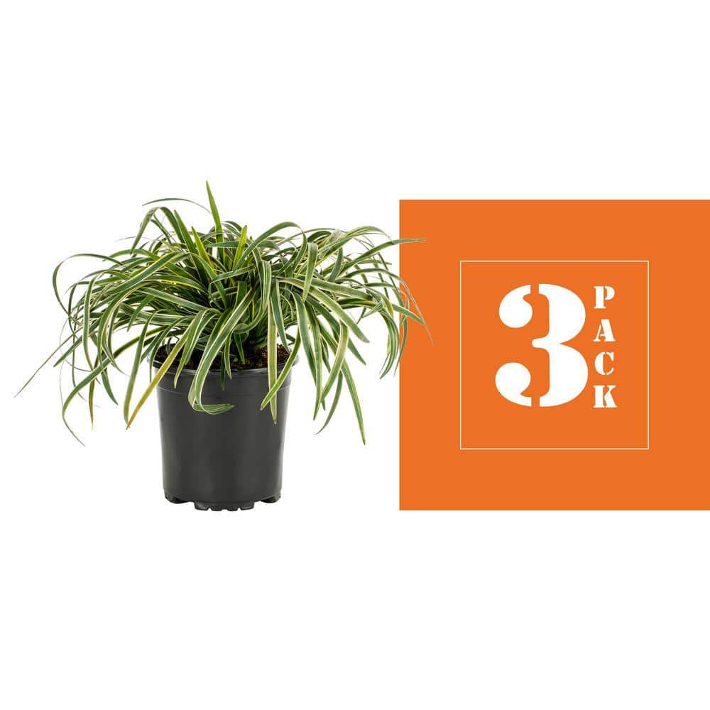 2 Qt. Silvery Sunproof Variegated Liriope Green Perennial Plant (3-Pack) - Hercitys