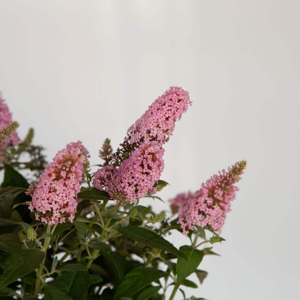 1.5 Gal. Lil’ Taffy Butterfly Bush (Buddleia) Live Shrub Plant, Pink Flowers - Hercitys