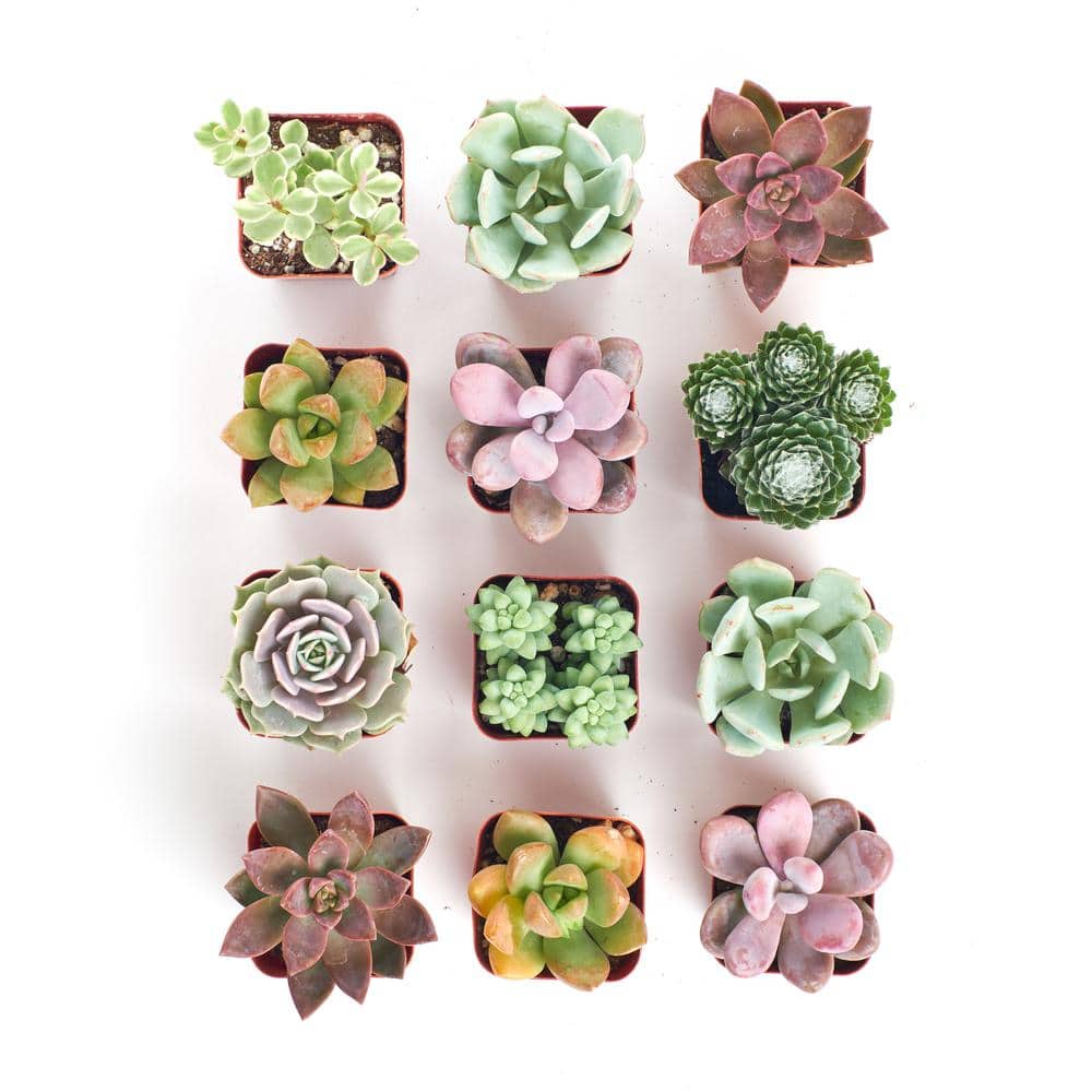 2 in. Premium Pastel Succulent (Collection of 12) - Hercitys