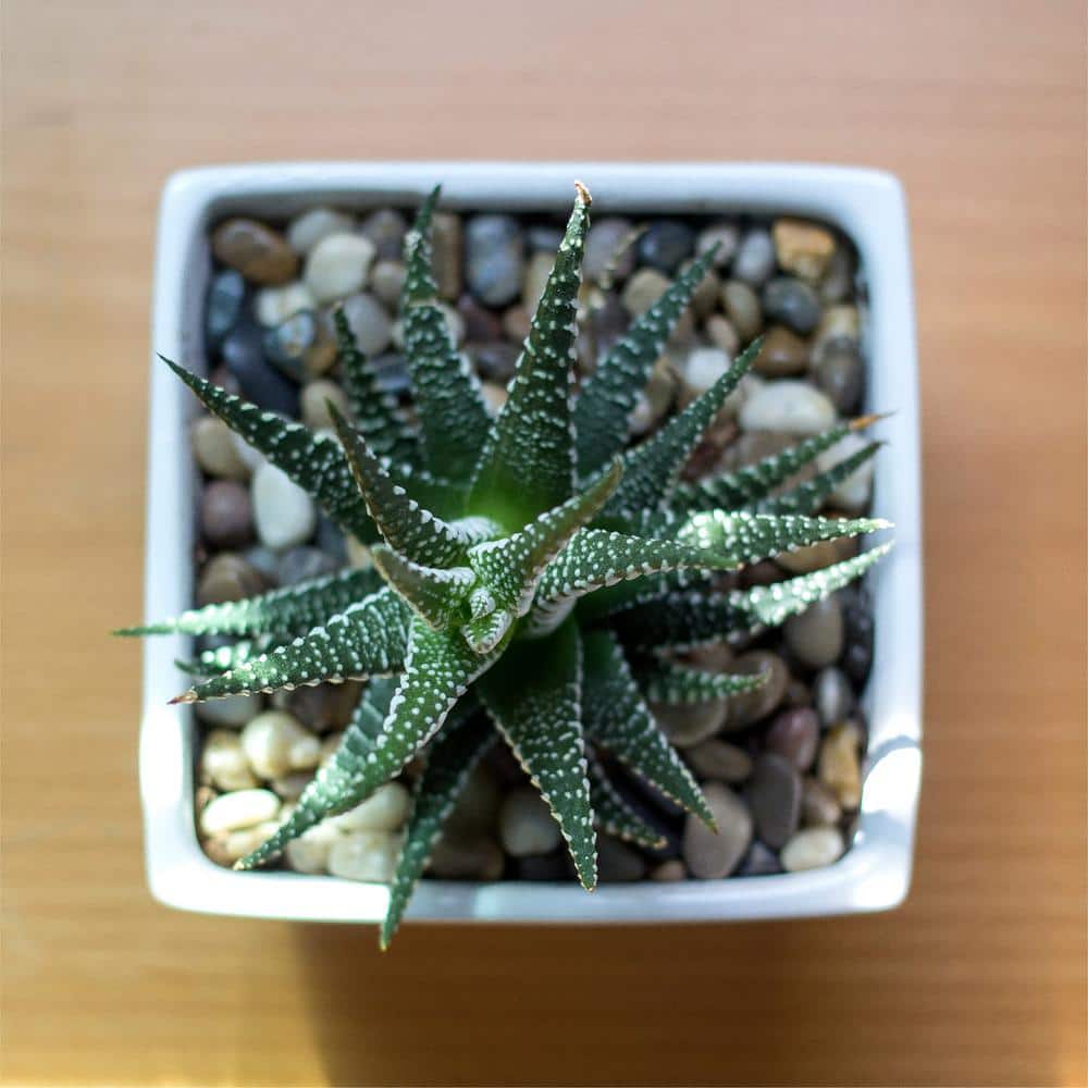 0.125 cu. ft. 3/8 in. – 5/8 in. 10 lbs. Black Small Polished Rock Pebbles for Planters, Gardens, Aquariums and More - Hercitys