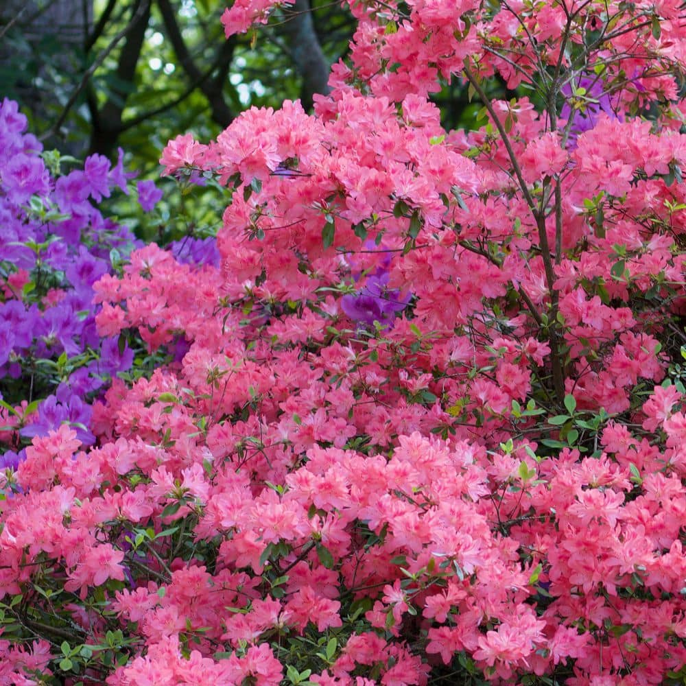 2.5 Quart Azalea ‘Pride of Mobile’ Flowering Shrub with Pink Flowers - Hercitys