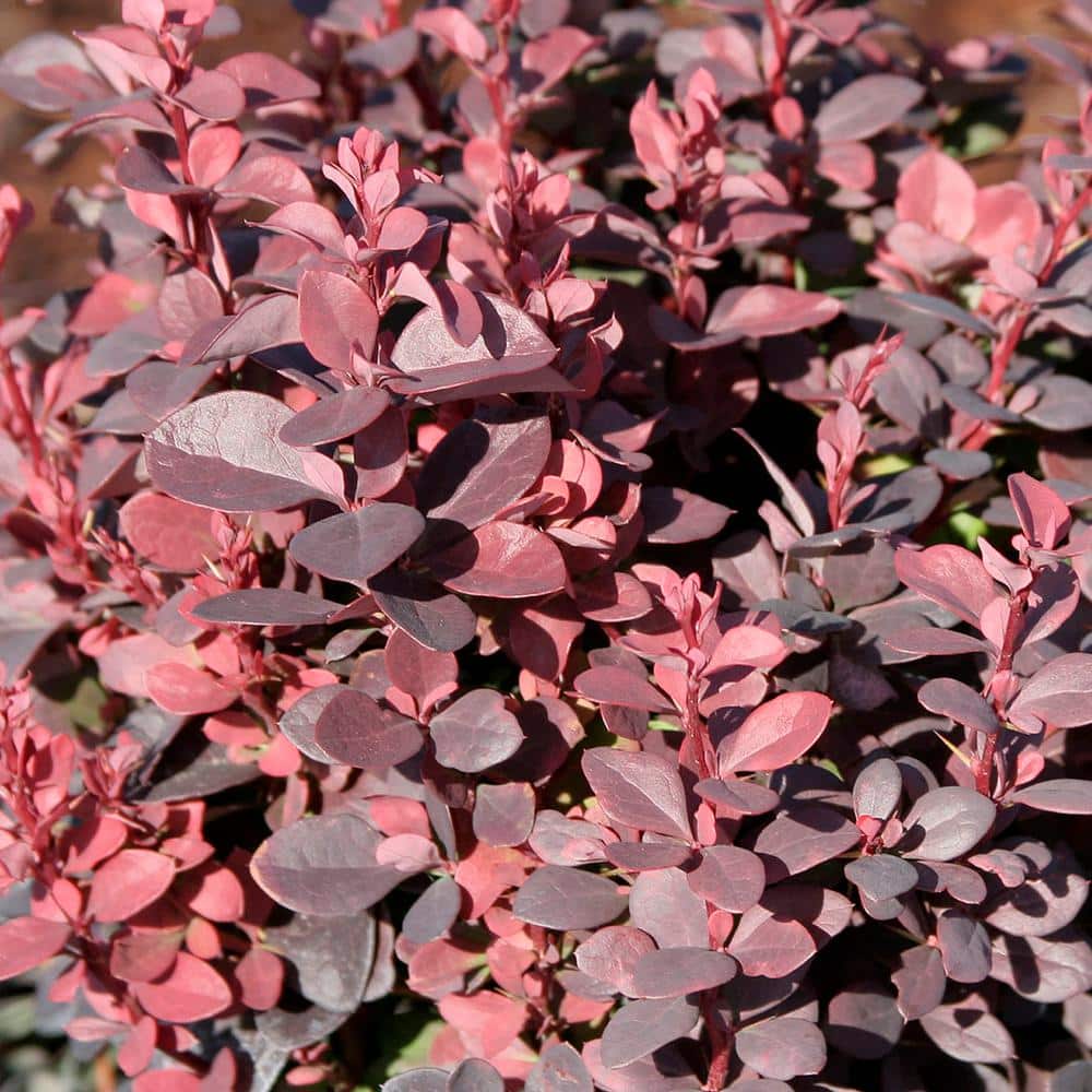 2.5 Qt. – Crimson Pygmy Barberry Live Shrub with Deep Red, Purple Folliage - Hercitys