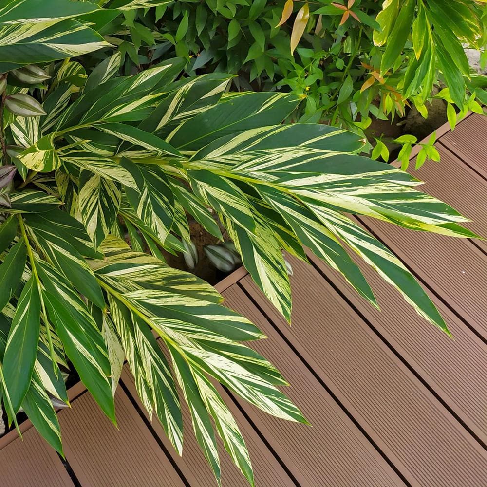 3.5 in. Alpinia Variegated Ginger Perennial Plant with Yellow Flowers (3-Pack) - Hercitys