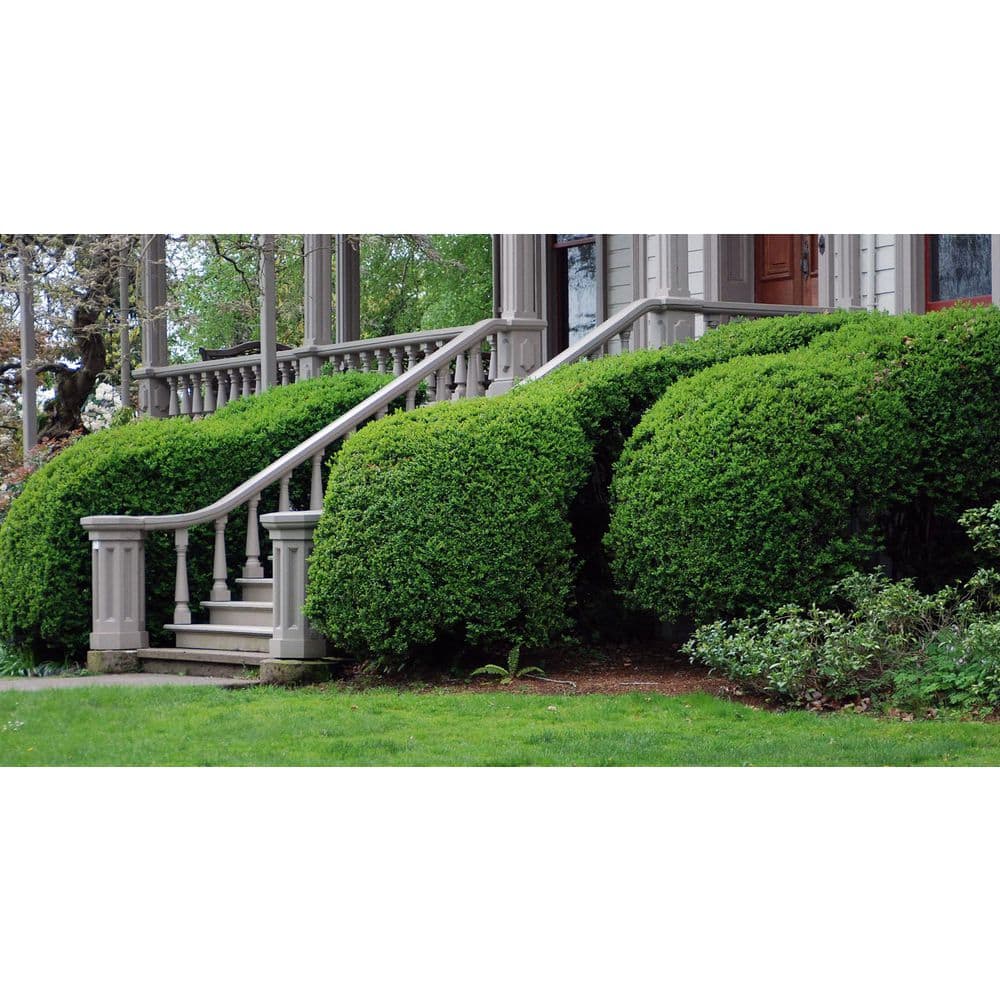 1 Gal. English Boxwood Shrub with Glossy Evergreen Foliage - Hercitys