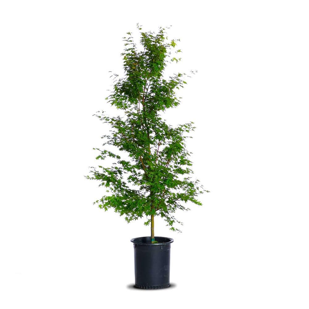 2 Gal. Coral Bark Japanese Maple Tree with Brilliant Red-Coral Bark Brightly Displayed Throughout Winter - Hercitys