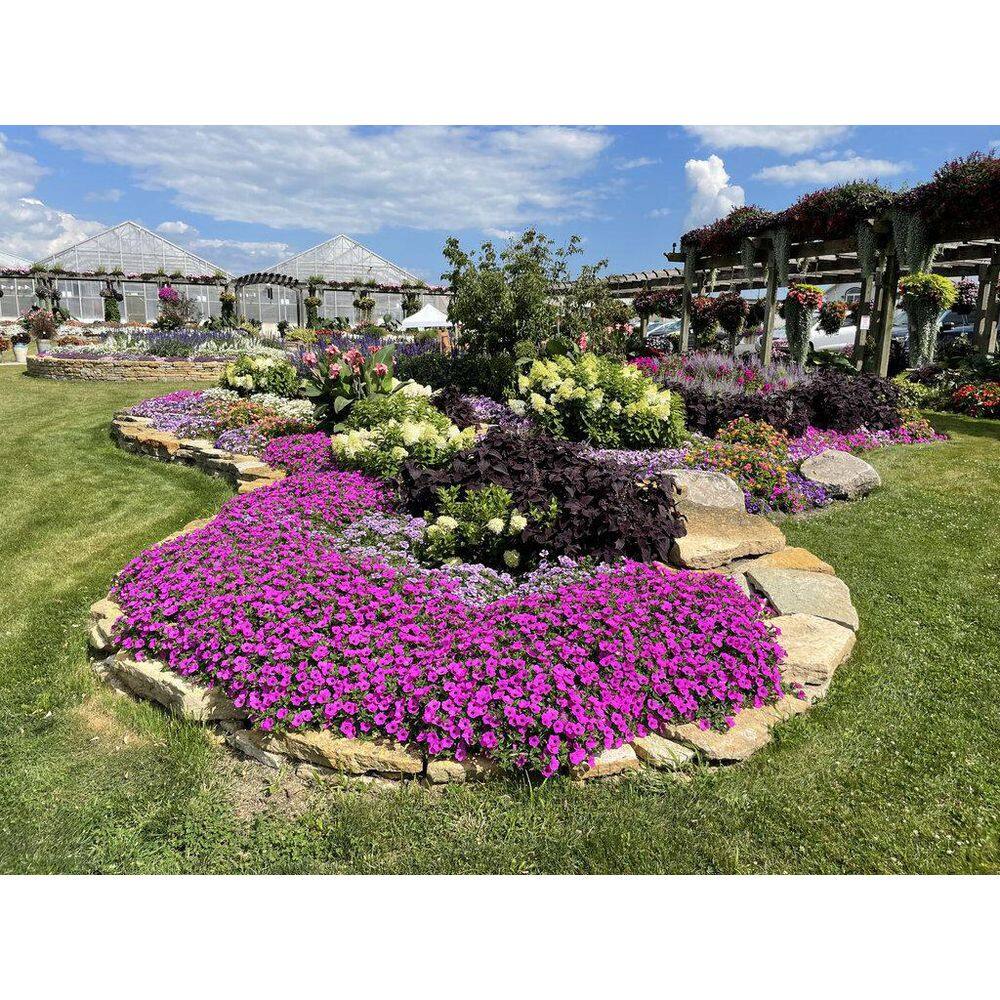4.25 in. Eco+Grande, Supertunia Vista Jazzberry (Petunia) Live Plant, Purple Flowers (4-Pack) - Hercitys