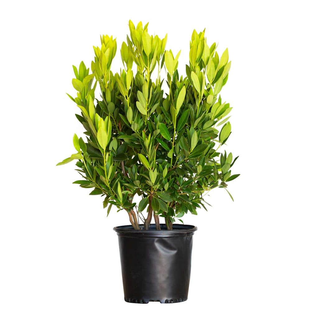 2.5 Gal – Small Anise Tree Illicium Parviflorum Plant with Olive-Green Shade-Tolerant Foliage - Hercitys