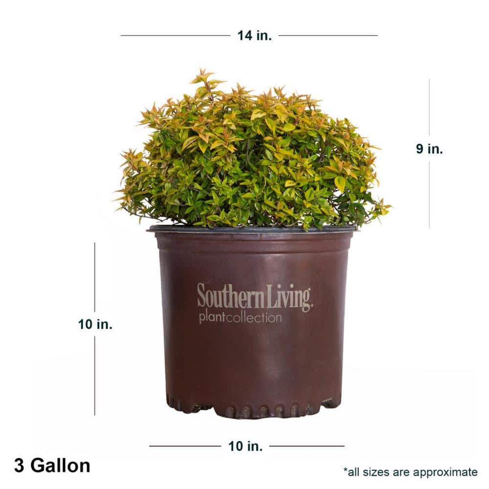3 gal. Kaleidoscope Abelia with Petite White Blooms and Golden Yellow Variegated Foliage - Hercitys