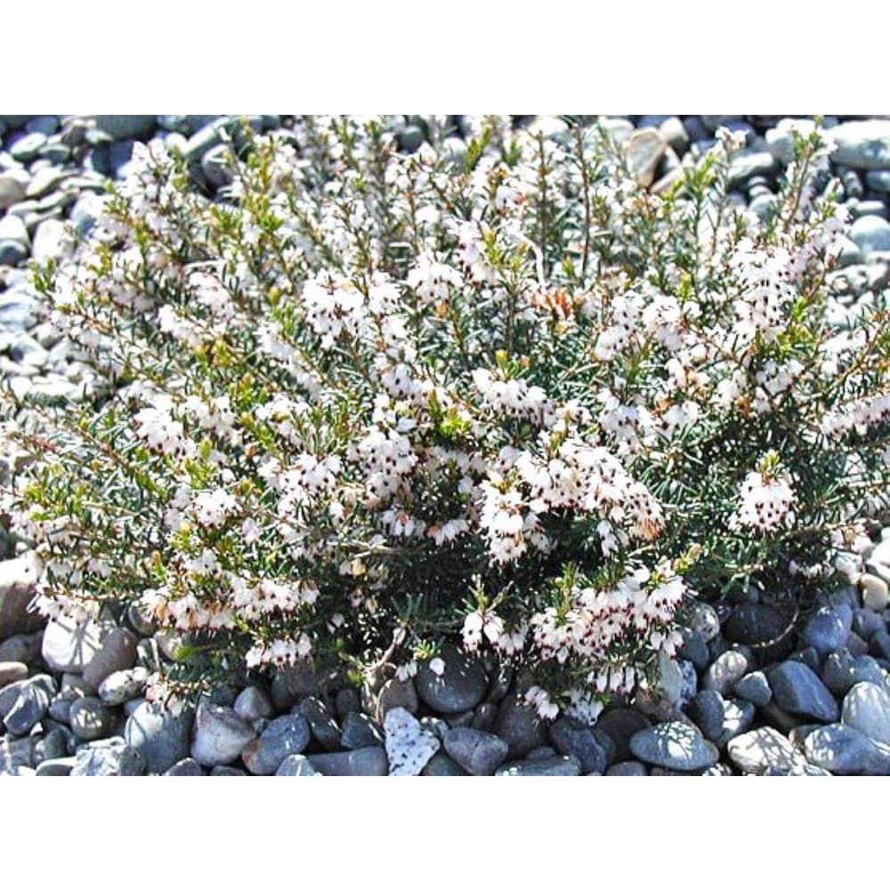 2.5 Qt. Mediterranean White Heather Live Shrub with White Flowers - Hercitys