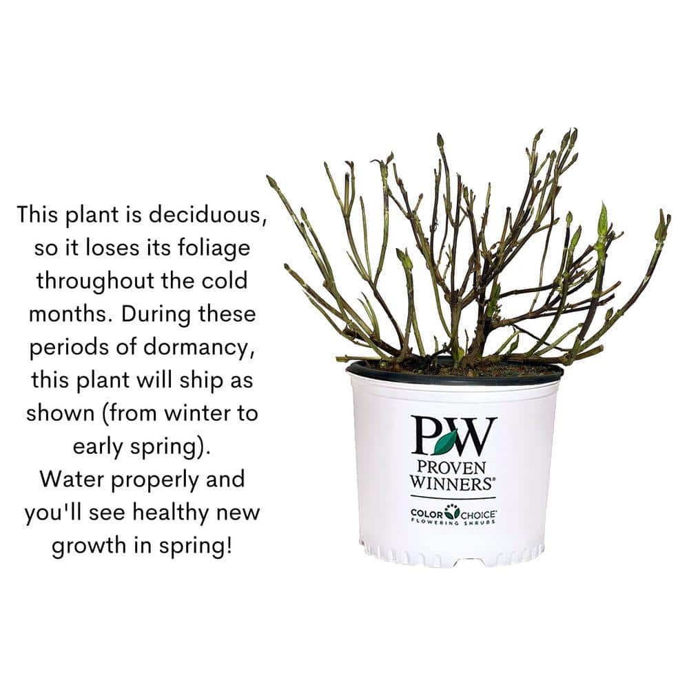 2 Gal. Spilled Wine Weigela Shrub with Bright Pink Flowers and Deep Purple Foliage - Hercitys