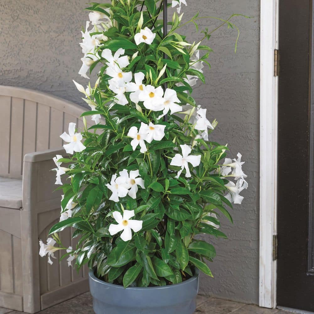 4 in. Mandevilla Plant with White Flowers (12-Pack) - Hercitys
