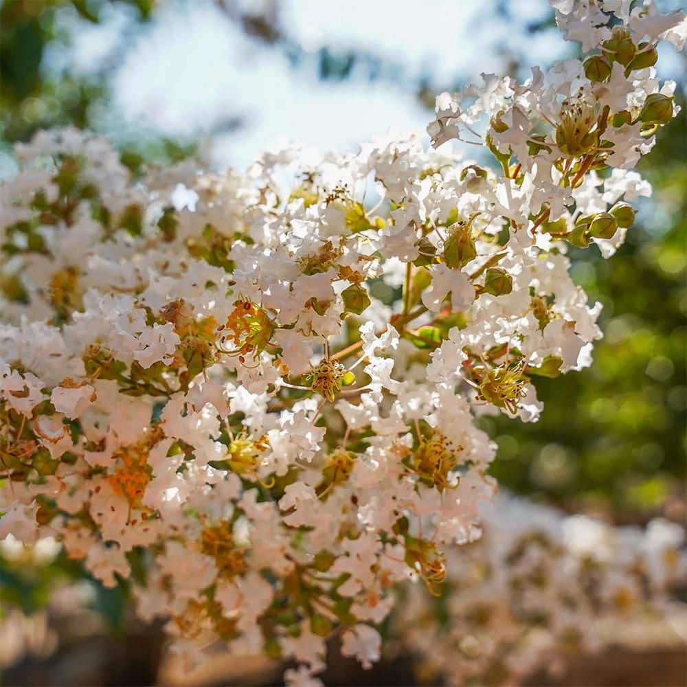 2.25 Gal. Natchez Crape Myrtle Tree - Hercitys