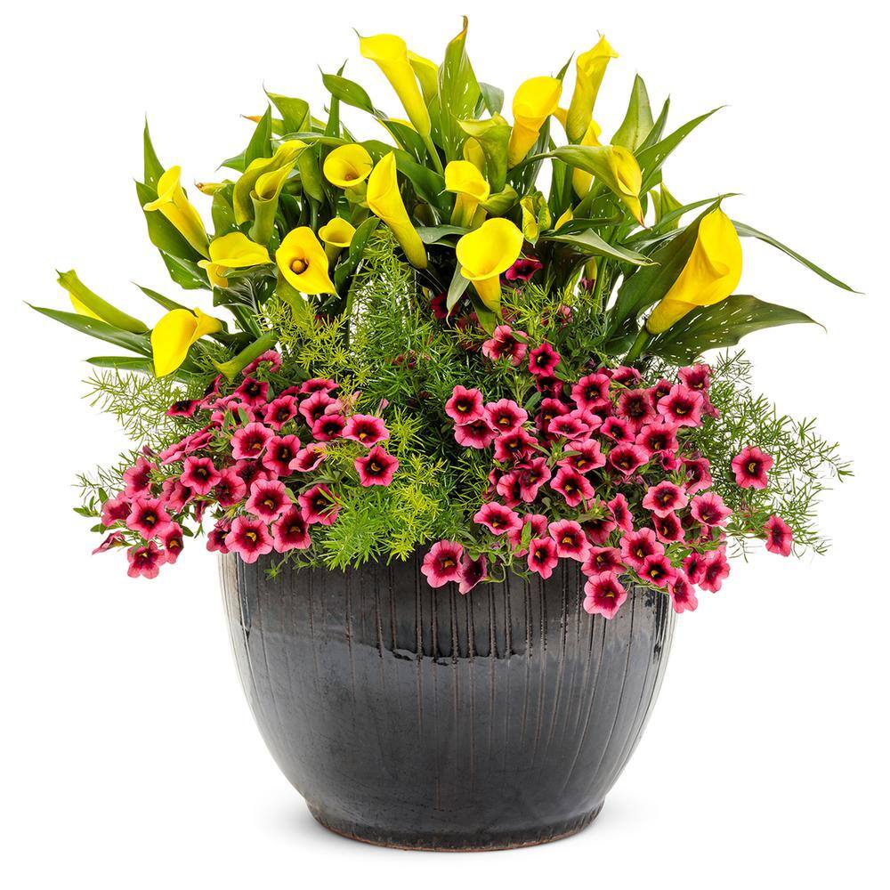 2.5 qt. Perennial Calla Lily Yellow - Hercitys