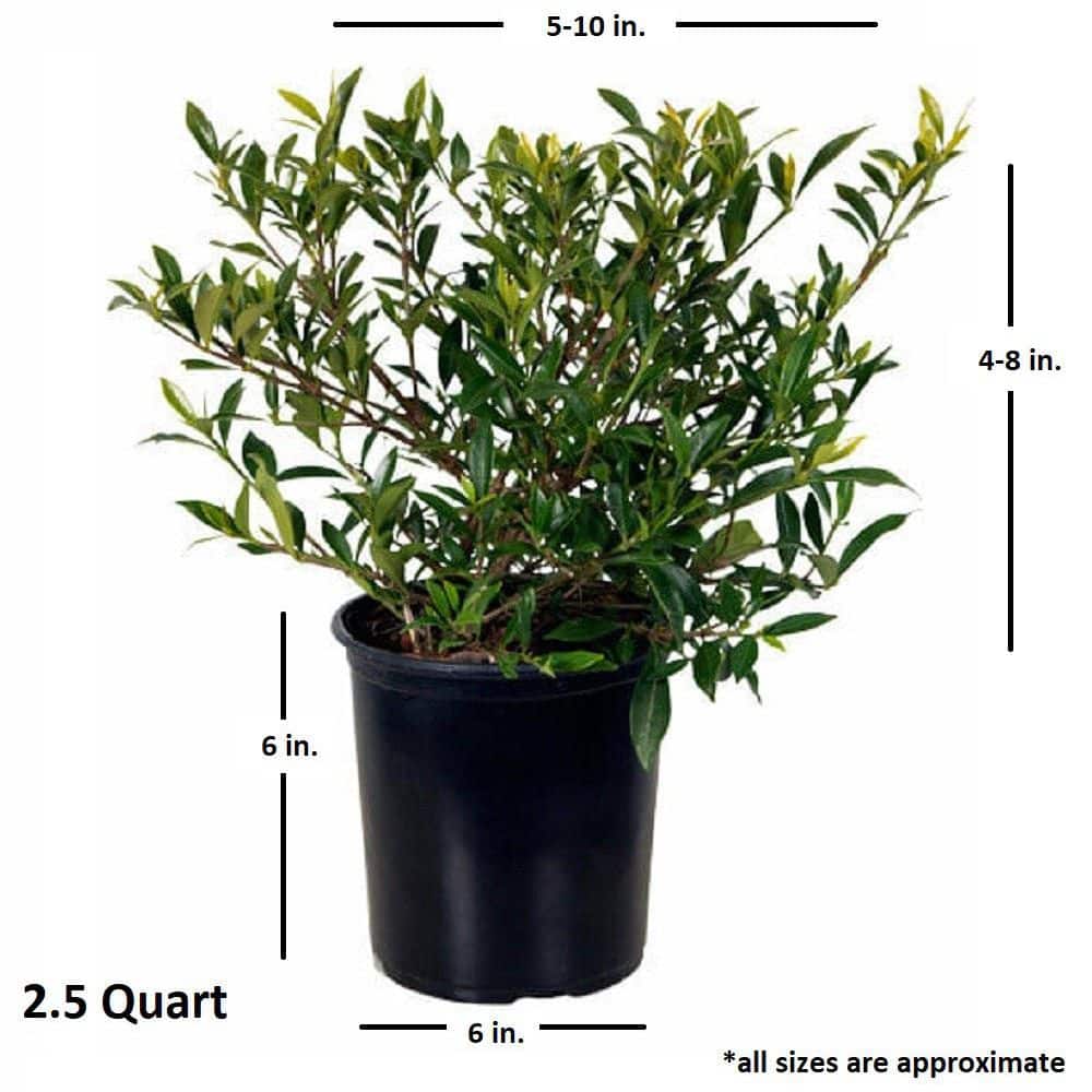 2.5 Qt. Radicans Gardenia, Live Evergreen Shrub, White Fragrant Blooms - Hercitys