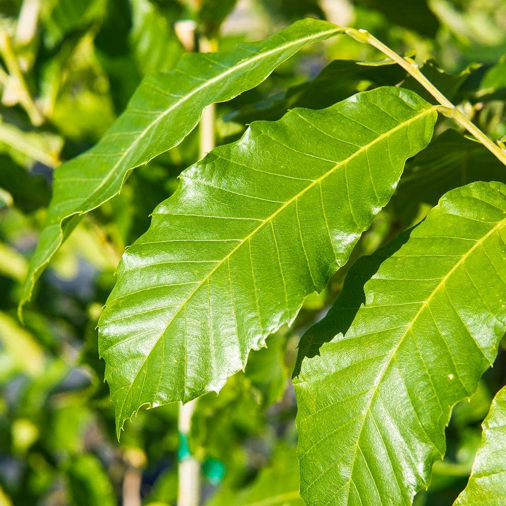 4-5 ft. Tall American Hybrid Chestnut Tree (2-Pack) - Hercitys