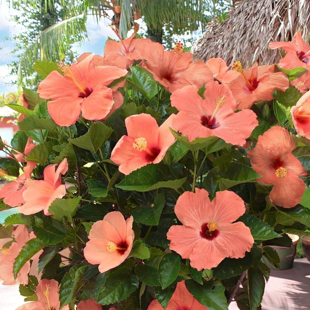 2 gal. Hibiscus Peach Braided Annual Tree Plant with Peach Flowers - Hercitys