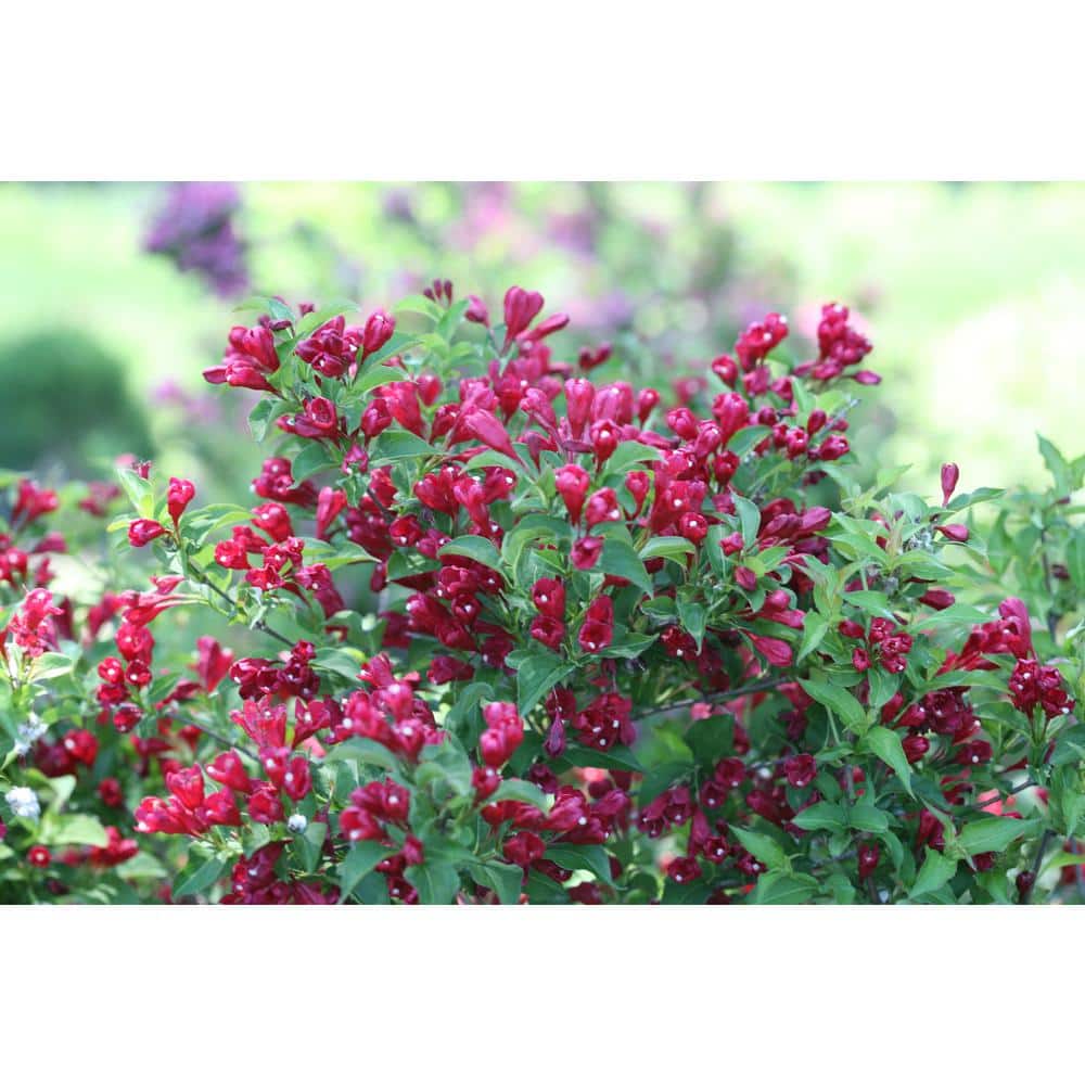 4.5 in. Qt. Sonic Bloom Red Reblooming Weigela (Florida) Live Shrub, Red Flowers - Hercitys