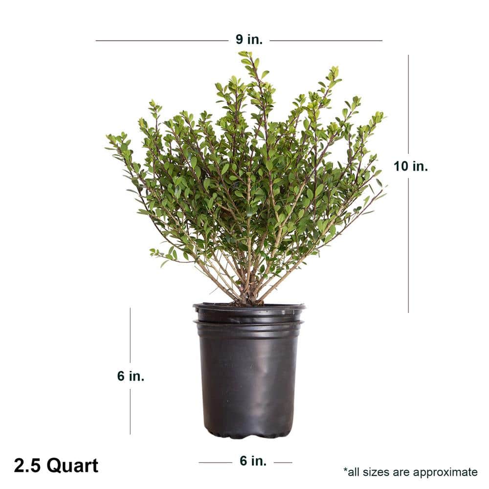 2.5 Qt. Compacta Japanese Holly(Ilex), Live Evergreen Shrub - Hercitys