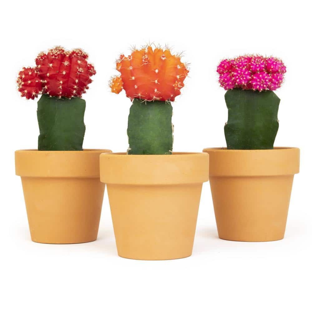 2.5 in. Assorted Grafted Cactus 3-Pack in Terra Cotta Clay Pot - Hercitys