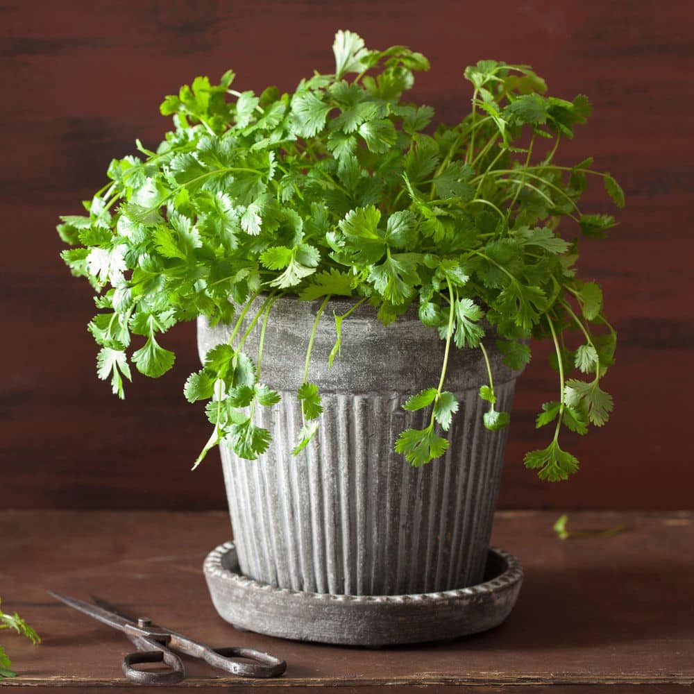 3.3 in. Cilantro Culinary Kitchen Herb Seed Grow Kit - Hercitys