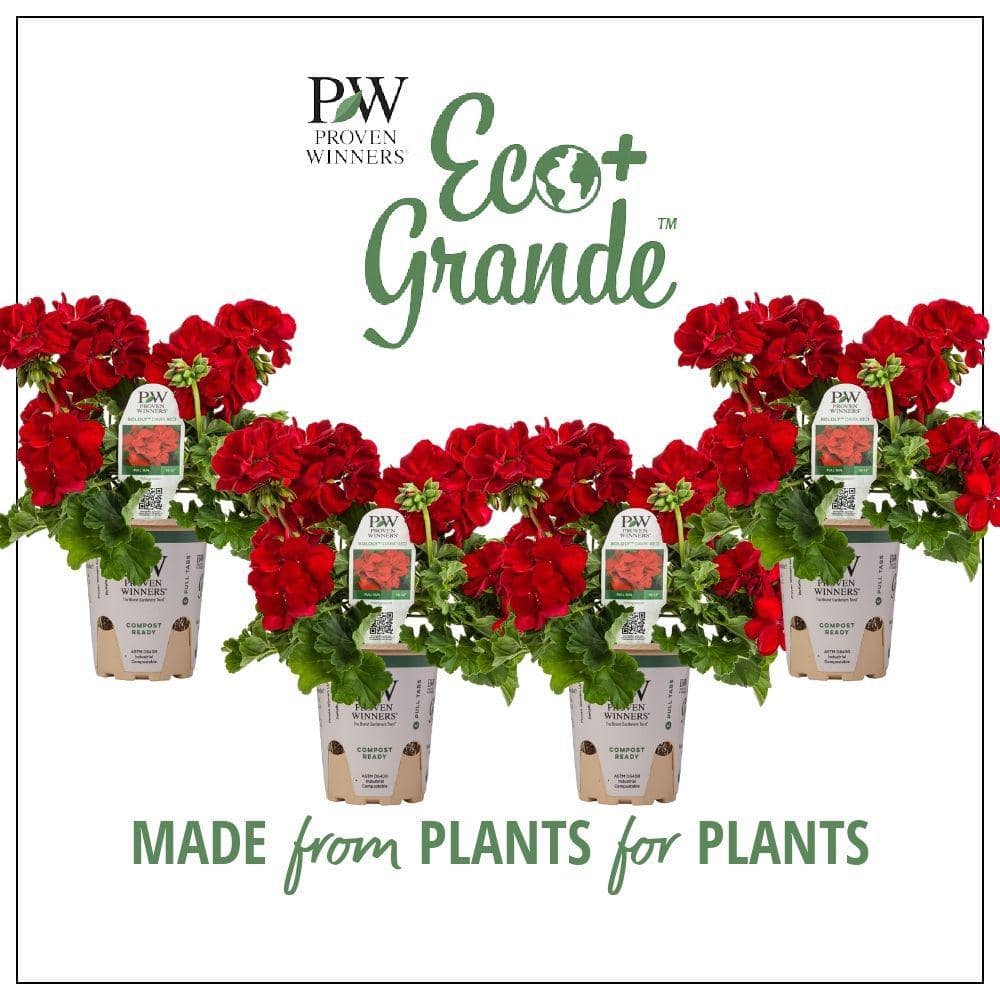 4.25 in. Eco+Grande Boldly Dark Red Geranium (Pelargonium) Live Plant, Red Flowers (4-Pack) - Hercitys