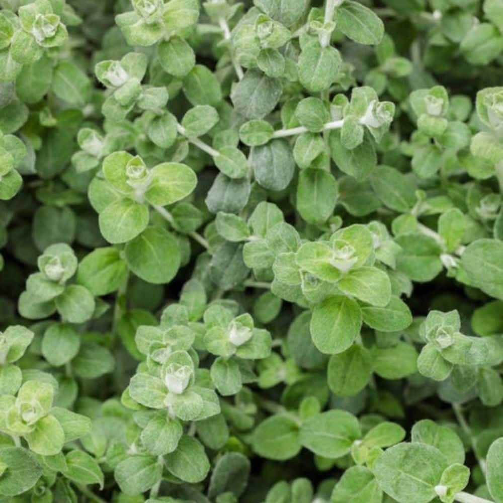 4.25 in. Eco+ Grande Petite Licorice Plant (Helichrysum Petiolare) Live Annual Plant with Silver Green Foliage 4-Pack - Hercitys