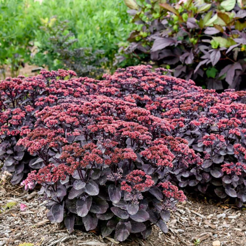 4.5 in. Qt. Rock N Grow Midnight Velvet Stonecrop (Sedum Hybrid) Live Perennial Plant with Red Flowers - Hercitys