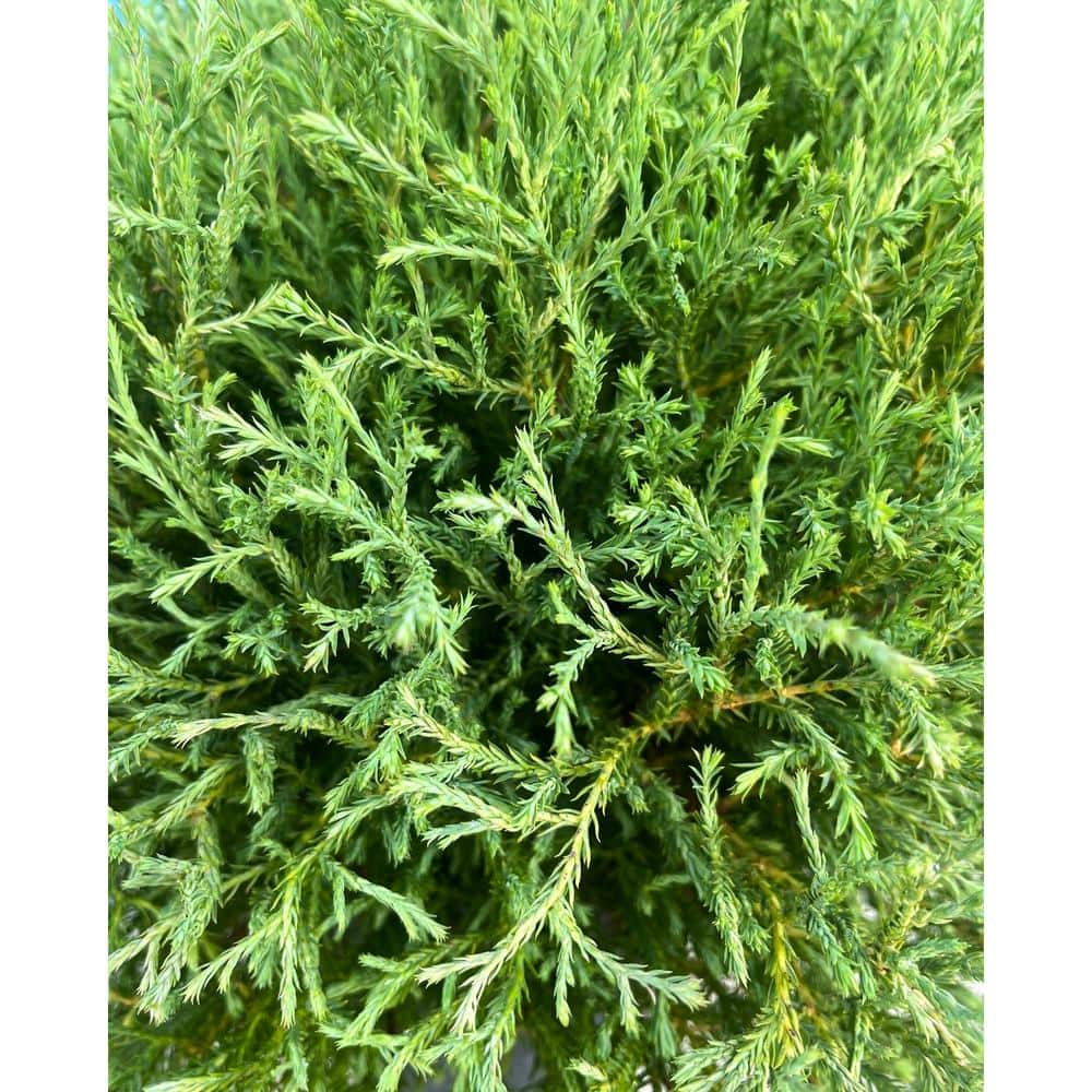 2.25 Gal. Mr. Bowling Ball Arborvitae (Thuja) Live Shrub - Hercitys