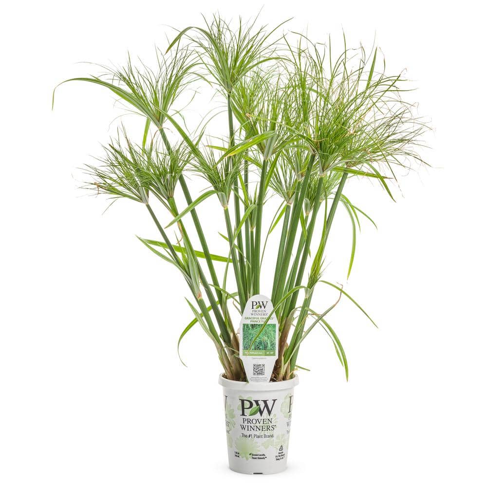 4.5 in. Qt. Graceful Grasses Prince Tut Dwarf Egyptian Papyrus (Cyperus) Live Plant, Bright Green Foliage - Hercitys