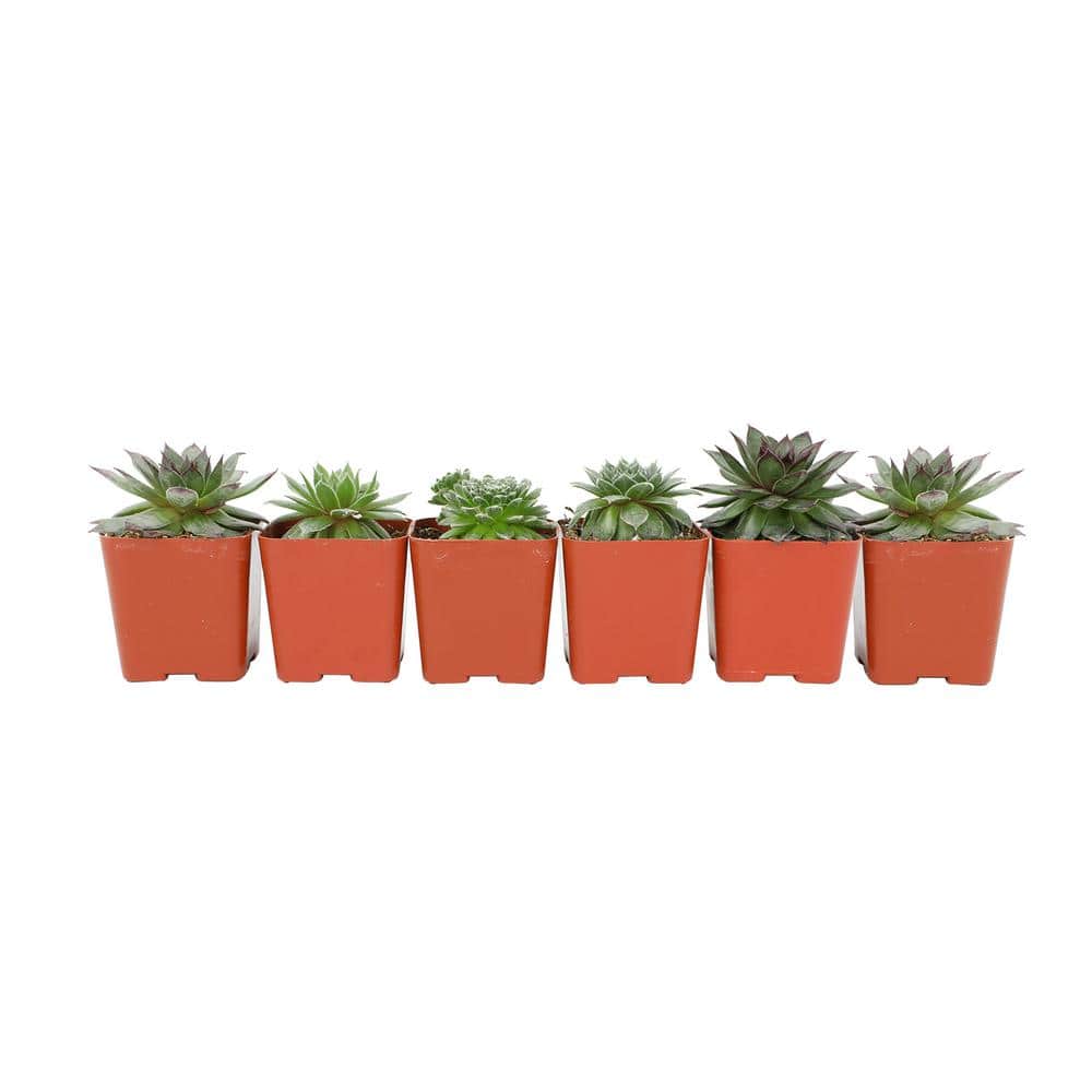 2 in. SQ Sempervivum Assorted Succulents (6-PacK) - Hercitys
