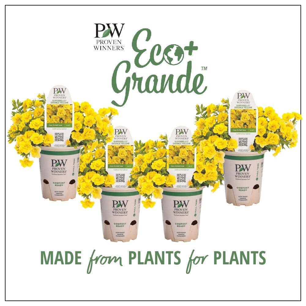4.25 in. Eco+Grande Superbells Double Yellow (Calibrachoa) Live Plant, Yellow Flowers (4-Pack) - Hercitys