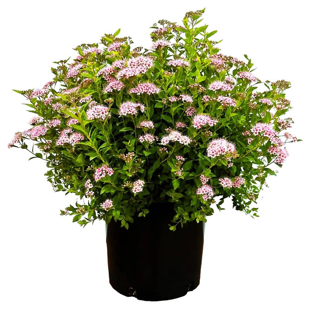 2.25 Gal. Little Princess Spiraea Live Shrub with Pink Blooms - Hercitys