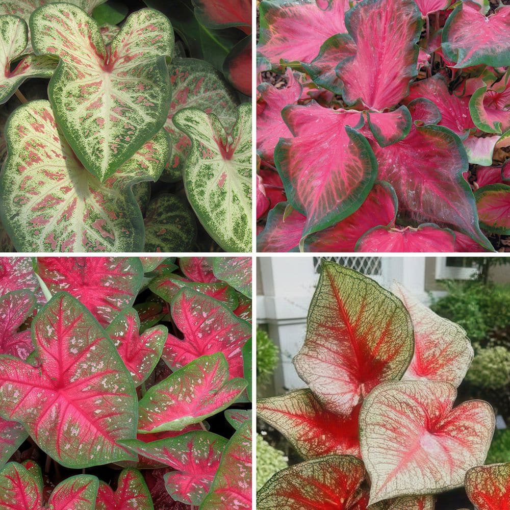 4 in. Caladium Collection Perennial Plant (4-Pack) - Hercitys