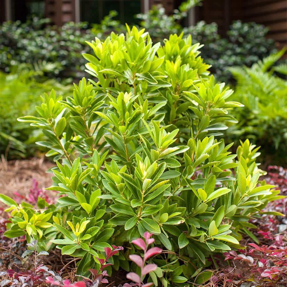 2 Gal. BananAppeal Small Anise Tree with Golden Yellow Foliage - Hercitys