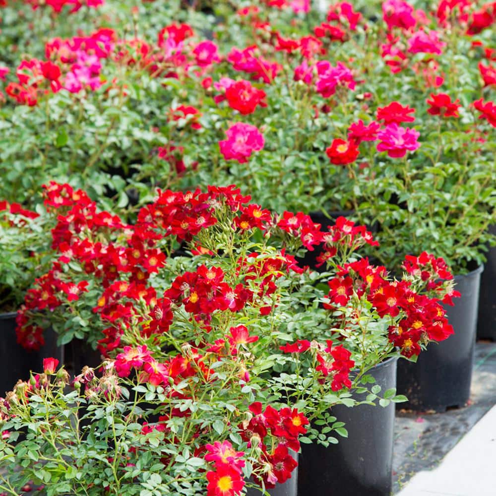 1 Gal. Red Drift Rose Bush with Red Flowers (2-Pack) - Hercitys