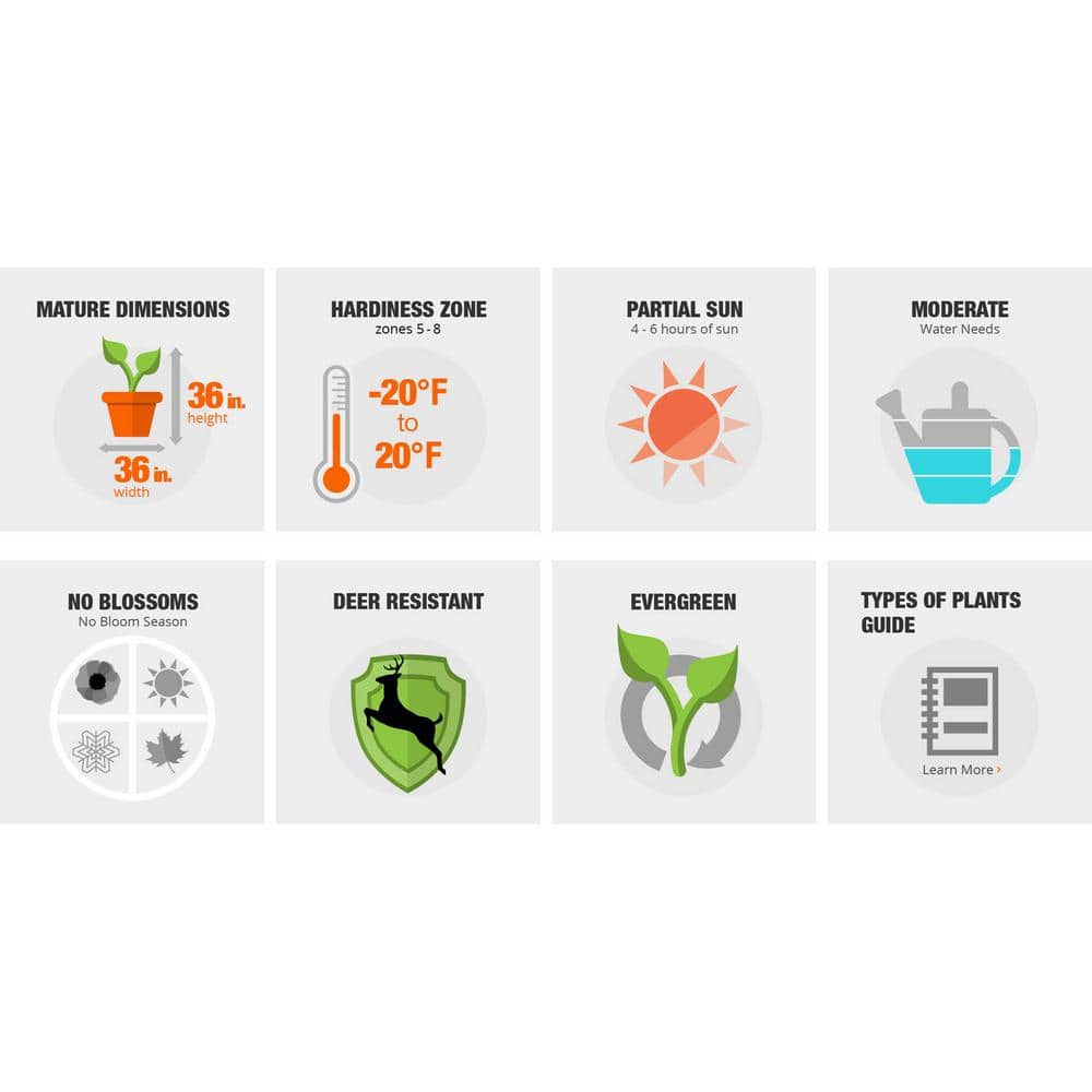 2.5 Qt. Wintergreen Boxwood, Live Shrub Plant, Glossy Dark Green Foliage - Hercitys