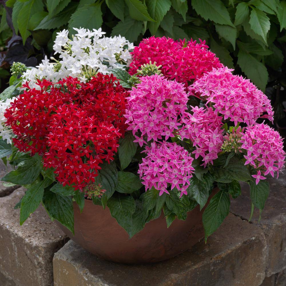 1.5 Gal. Penta Plant Red Flower in 8.25 in. Grower’s Pot - Hercitys