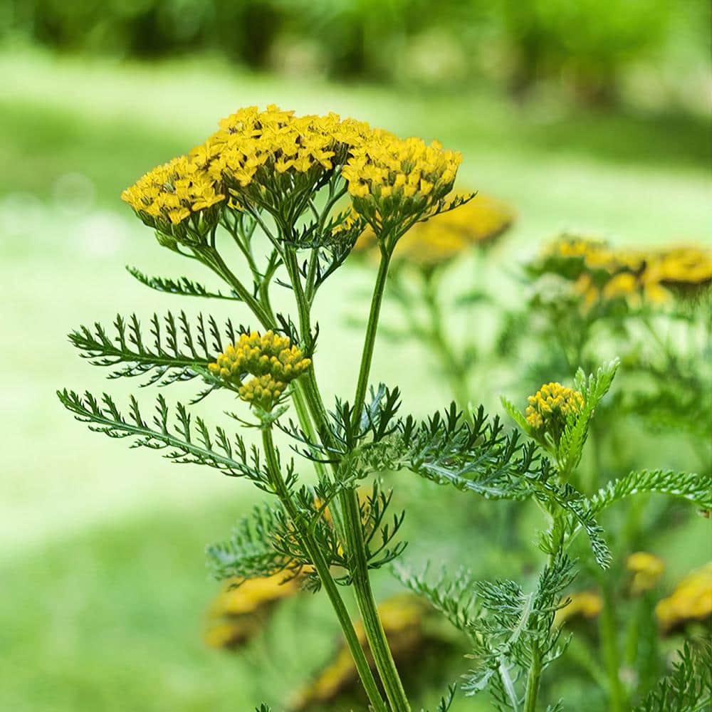 3.25 in. Achillea Desert Eve Yellow Perennial Plant (3-Piece) - Hercitys