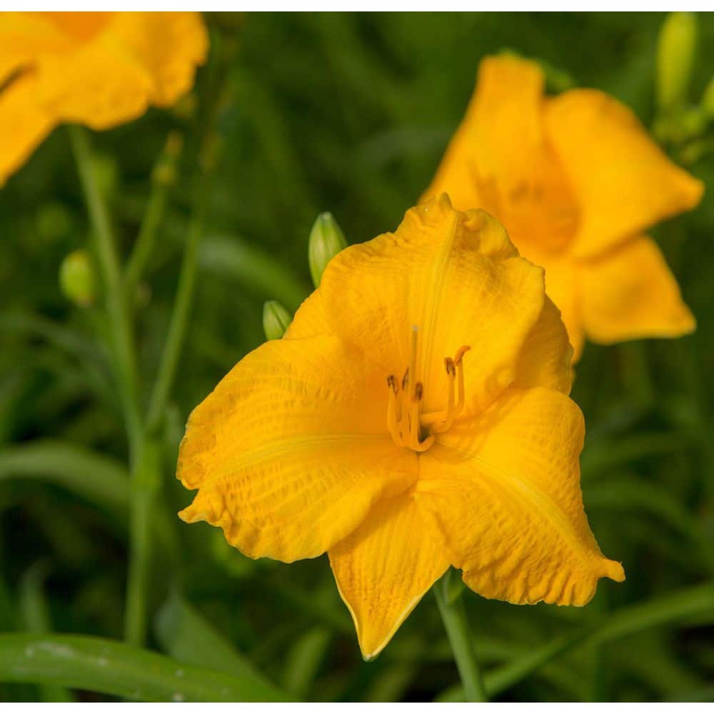 2.5 Qt. Evergreen Stella Golden-Yellow Live Perennial Daylily Plant, Fragrant and Trumpet-Shaped Flowers - Hercitys