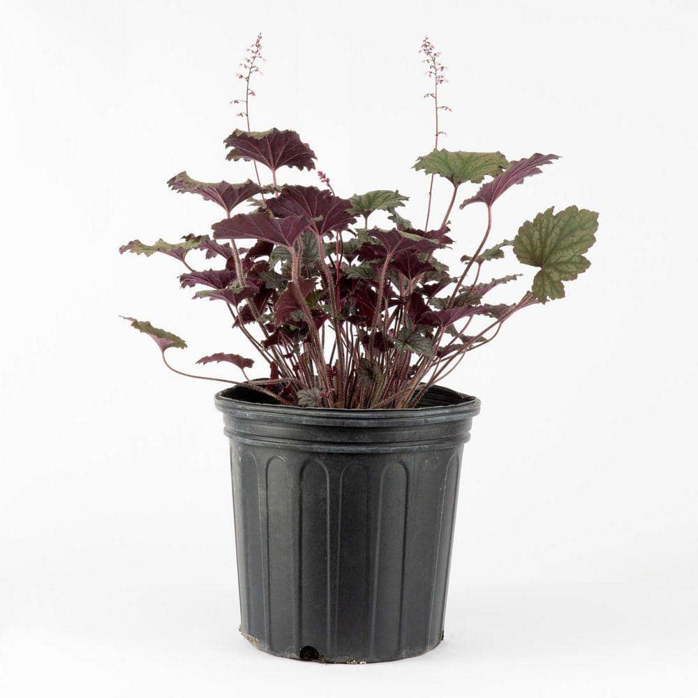 2 Gal. Frosted Violet Coral Bells (Heuchera), Live Perennial Plant, Purple Foliage - Hercitys