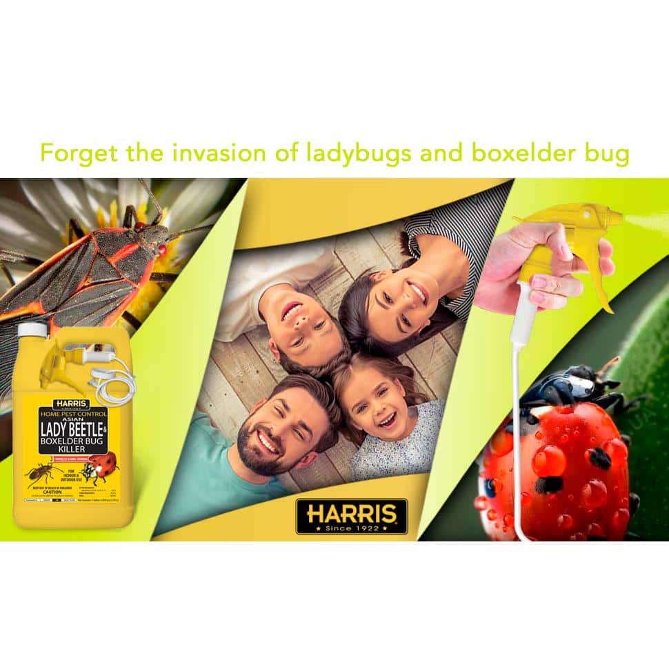 1 Gal. Asian Lady Beetle and Box Elder Bug Killer (3-Pack) - Hercitys