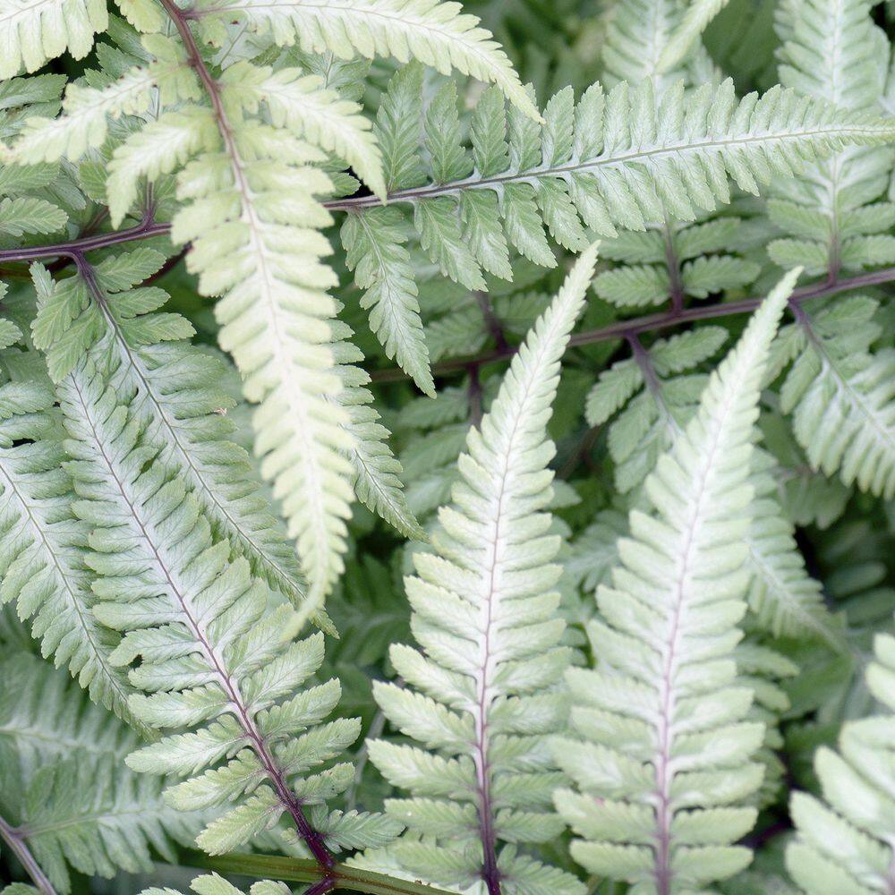 5.5 in. Pearly White Painted Fern Plant - Hercitys