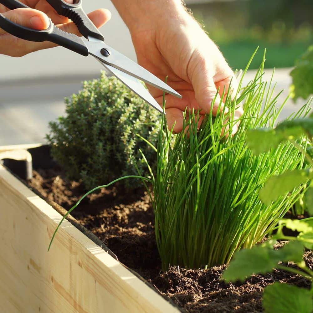 2.5 in. Chives Live Herb Plant (3-Pack) - Hercitys