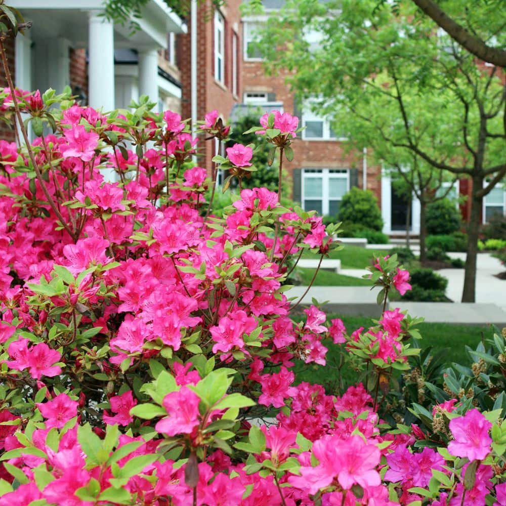 2.5 Quart Azalea ‘Rene Michelle’ Flowering Shrub with Pink Flowers - Hercitys