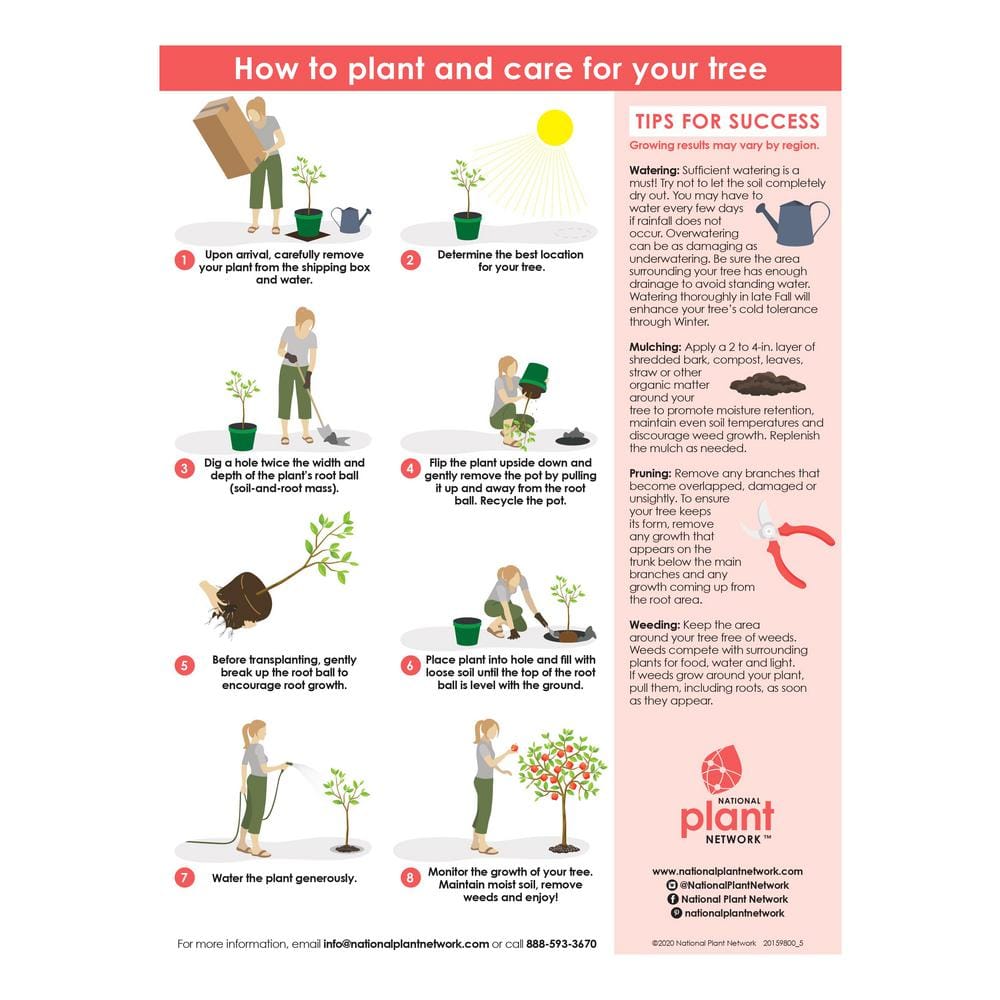 2.25 Gal. Deciduous Bur Oak Tree - Hercitys
