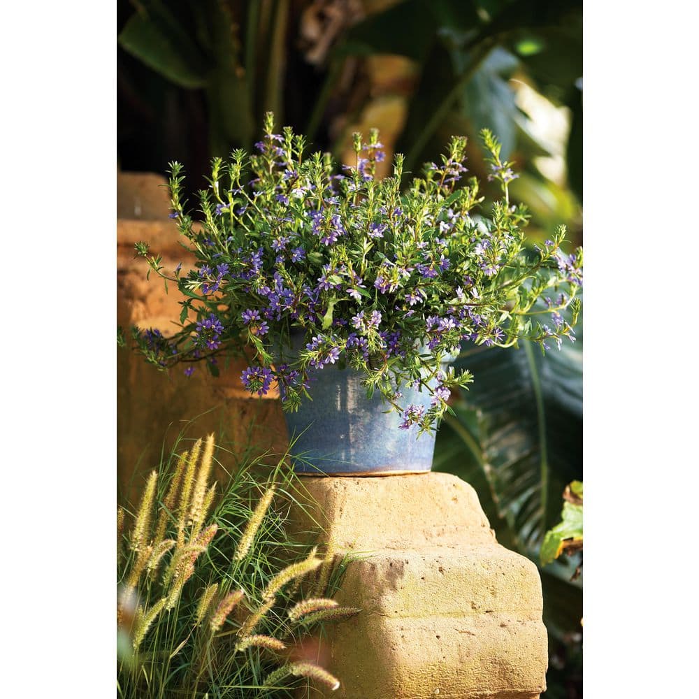 4.25 in. Eco+Grande Whirlwind Blue Fan Flower (Scaevola) Live Plant, Blue-Purple Flowers (4-Pack) - Hercitys