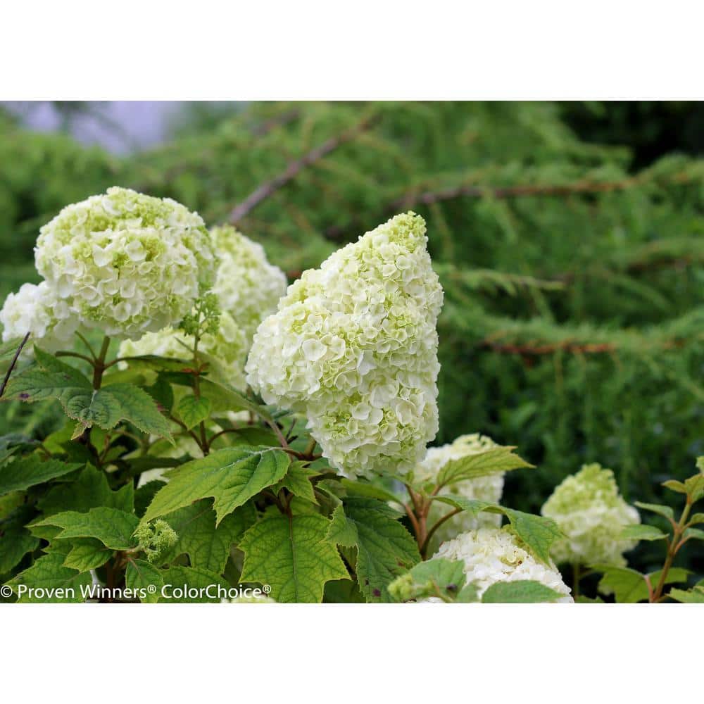 4.5 in qt. Gatsby Moon Oakleaf Hydrangea (Quercifolia) Live Shrub, White to Green Flowers - Hercitys
