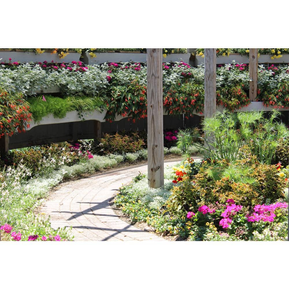 4.5 in. Qt. Graceful Grasses Prince Tut Dwarf Egyptian Papyrus (Cyperus) Live Plant, Bright Green Foliage - Hercitys