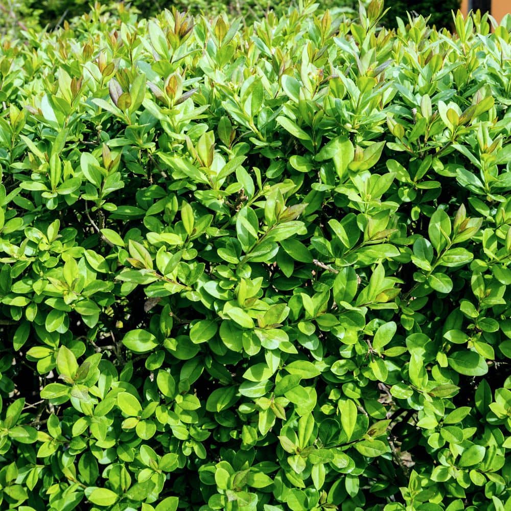 1 Gal. Boxwood Wintergreen Shrub (8-Pack) - Hercitys