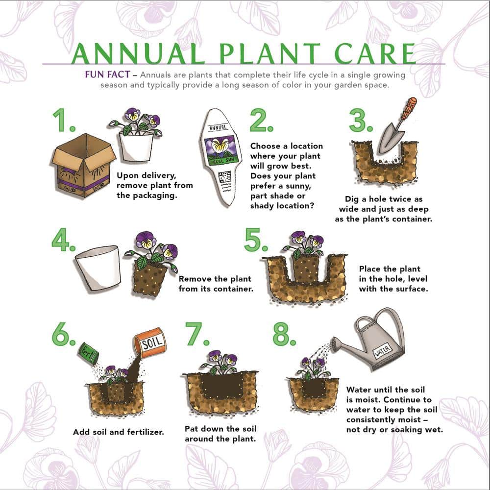 4.25 in. Grande Supertunia Vista Jazzberry (Petunia) Annual Live Plant with Bright Purple Flowers (4-Pack) - Hercitys